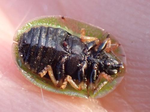 Réf. 322 385 : Cassida rubiginosa